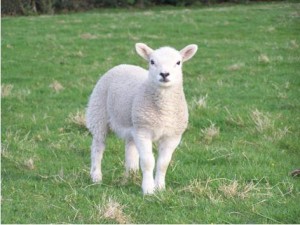 sheep-lamb